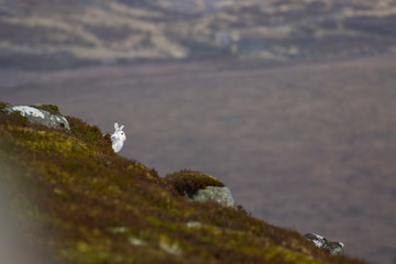 Mountain hare, Lepus timidus, hiding in winter moult amongst snowless heather on a mountain slope in the cairngorms national park, Scotland during December. 