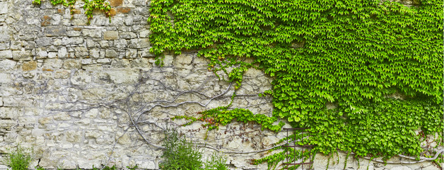 Beautiful overgrown castle wall in poster size