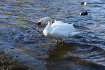 swan on the lake