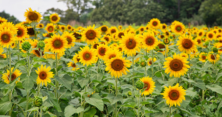 Obraz premium An image from a beutiful summer field full of bright yellow and green sunflowers