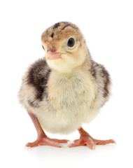 Obraz premium Chicken turkey isolated.