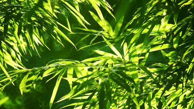 Bamboo Background Green