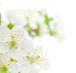 Cherry flowers isolated.