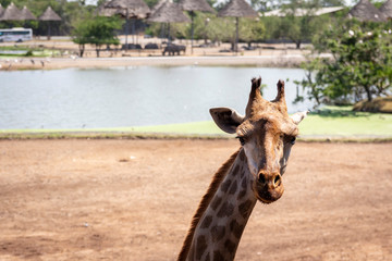 portrait of a giraffe