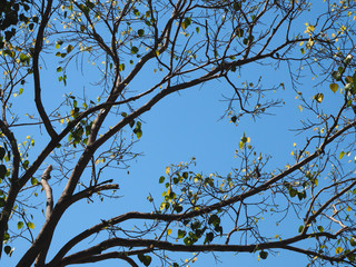 Bodhi tree branch with green orange golden leaves against blue sky. Background for travel. Buddhism symbol.