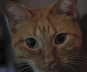 eyes of cat