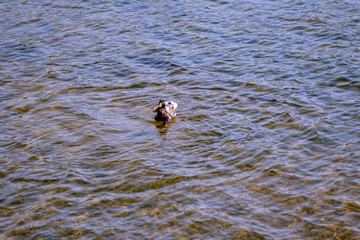 duck in the river