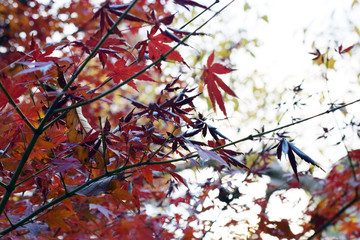 東京 吉祥寺 井の頭公園の紅葉