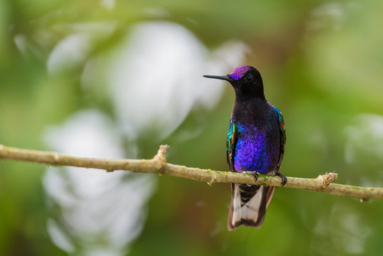 Velvet-purple Coronet - Boissonneaua jardini, beautiful colored hummingbird from western Andean slopes of South America, Amagusa, Ecuador.