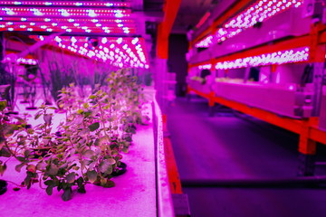 Various herbs and vegetables grow under special LED lights belts in aquaponics system combining...