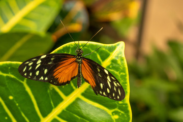 Tiger Longwing Butterfly Tiger Longwing Butterfly resting on a leaf.