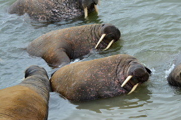 Fototapeta premium Walrus atlantic, Pechora sea, Russia