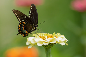 A Black Swallowtail Butterfly feeding on heirlmoom Zinnia flowers in the garden on a summer day.