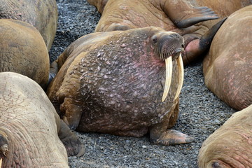 Walrus atlantic, Pechora sea, Russia