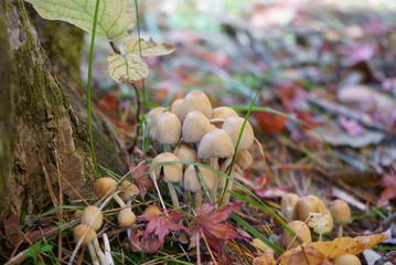Mushrooms that grow at the base of trees