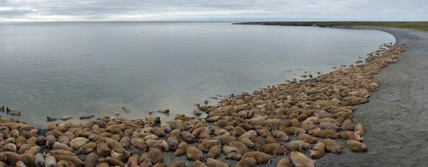 Walrus Atlantic Pechora Sea Russia