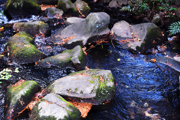 井の頭公園の池