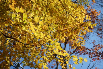 Autumn leaves in the garden of the wedding hall in Karuizawa