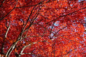 Autumn leaves in the garden of the wedding hall in Karuizawa