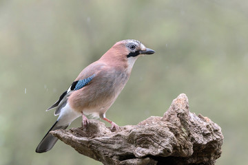  Eichelhäher  Garrulus glandarius