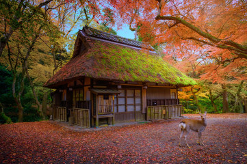 Autumn of the season change in Nara town of Osaka prefecture Japan with deer wildlife standing in...