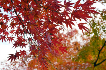 東京 吉祥寺 井の頭公園の紅葉