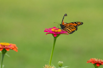 Broken Butterfly A Monarch Butterfly with a broken wing feeds in my flower garden.