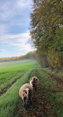 sheep in field