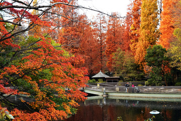 東京 吉祥寺 井の頭公園の紅葉