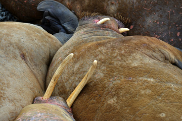 Walrus atlantic, Pechora sea, Russia