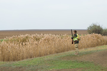 Hunting period, autumn season open. A hunter with a gun in his hands in hunting clothes in the autumn forest in search of a trophy. A man stands with weapons and hunting dogs tracking down the game.