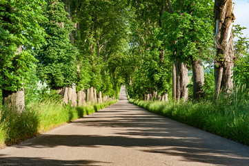 Fototapeta premium Long straight road with trees on both sides