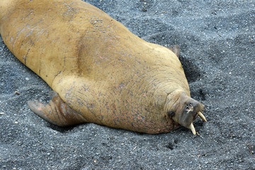 Walrus atlantic, Pechora sea, Russia