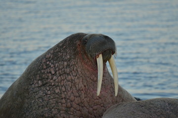 Obraz premium Walrus atlantic, Pechora sea, Russia