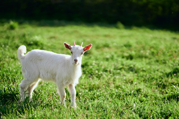 Obraz na płótnie Canvas white goat on green grass