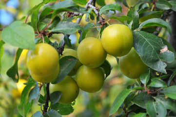 On the branch ripen yellow berries of plums (Prunus cerasifera).