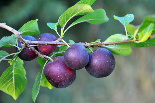 On the branch ripen berries of plums (Prunus cerasifera).