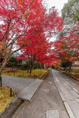 Naklejka premium 真如院 紅葉