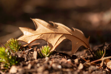 Fallen Oak Leaf