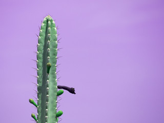 Cactus on purple background with copy space