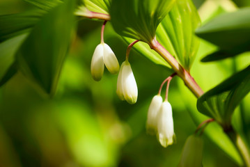 Solomon Seal Flower