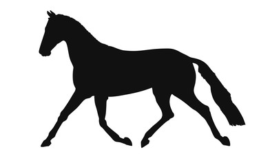 Fototapeta na wymiar Silhouette of a warm blooded sport horse runs freely trot