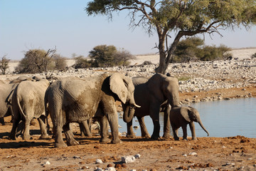 Wilde Elefanten in der Savanne von Namibia Afrika