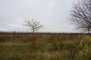 Dezember in den Weinbergen der Südlichen Weinstrasse