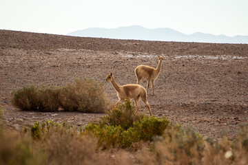 Animals in the mountain