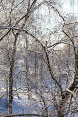 Fototapeta na wymiar frosty day in the park, trees in ice 