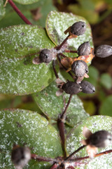 Hypericum calycinum im Winter von Raureif belegt