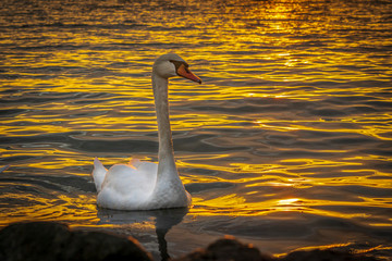 Swan in the sea at sunset 