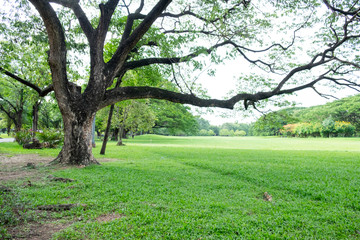 City public park bangkok thailand. Big trees in the park and green grass.
