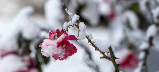 Winter in the garden. Hoarfrost on the petals of a pink rose, the first frost.